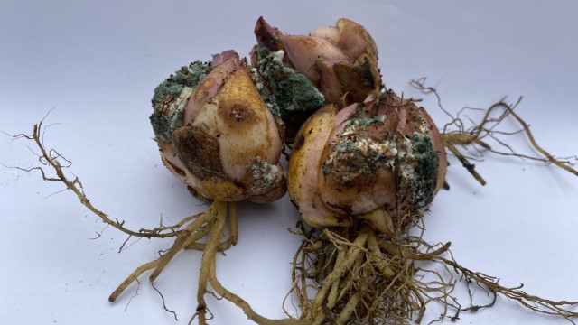 Penicillium_lily_photo